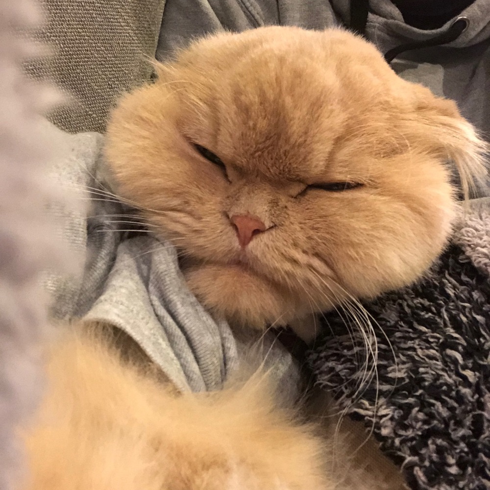 Meet your Posher, Milo